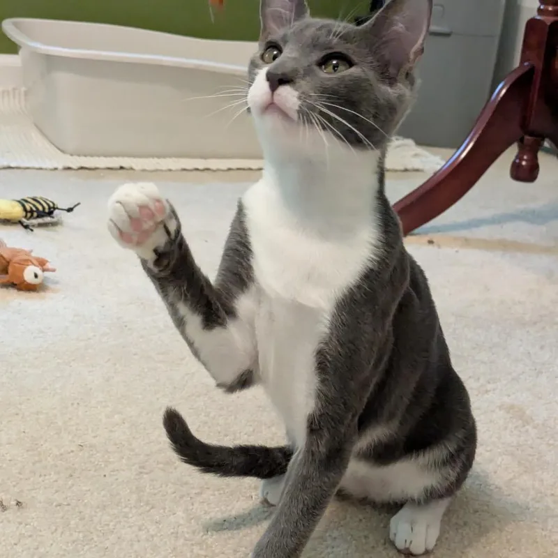 Pugsley thumbnail 4