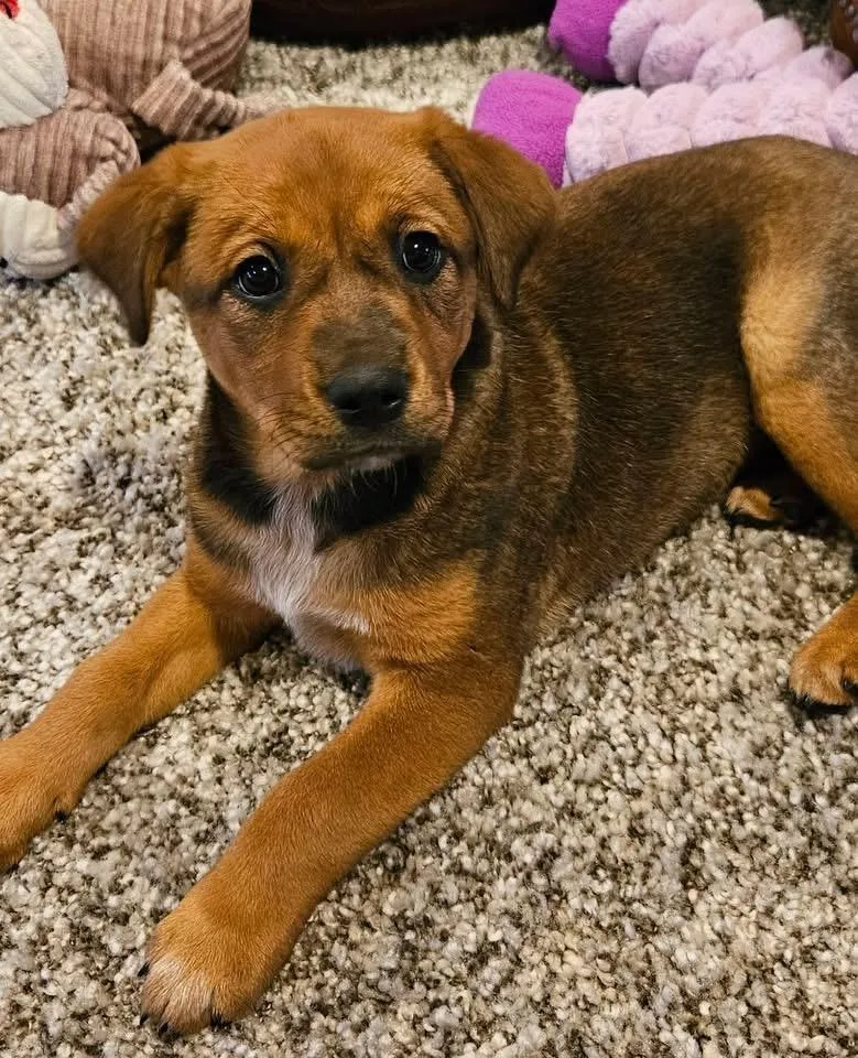 A baby large-sized female Labrador Retriever dog named Sable for adoption in Berlin, NJ