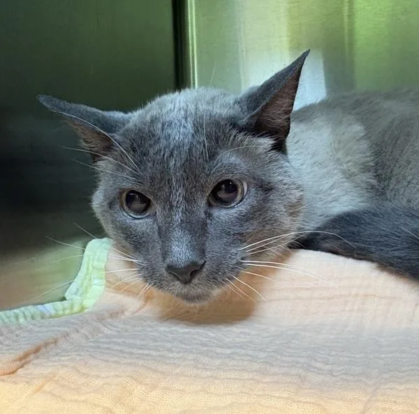 A senior medium-sized male Siamese cat named Maynard for adoption in Sioux City, IA