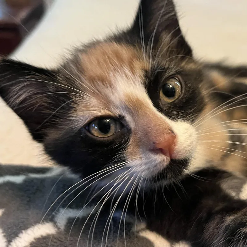 A baby small-sized female Calico Domestic Short Hair cat named Fern for adoption in Gloucester, VA