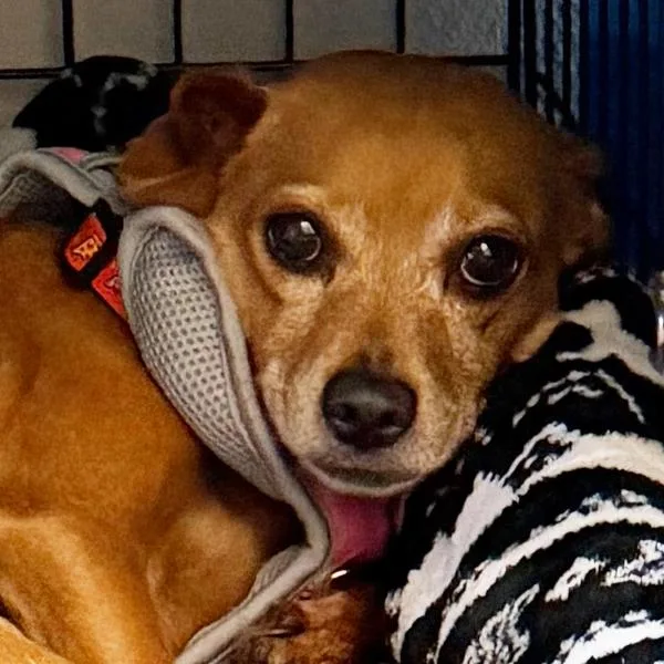 An adult small-sized female Chihuahua dog named Ellie Mae Bonded for adoption in Des Moines, IA