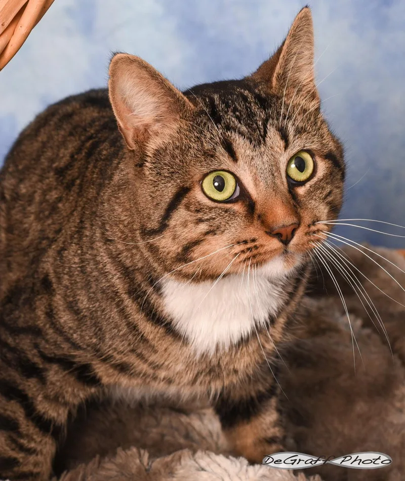 An adult medium-sized male Domestic Short Hair cat named Teddy for adoption in Pittsboro, NC