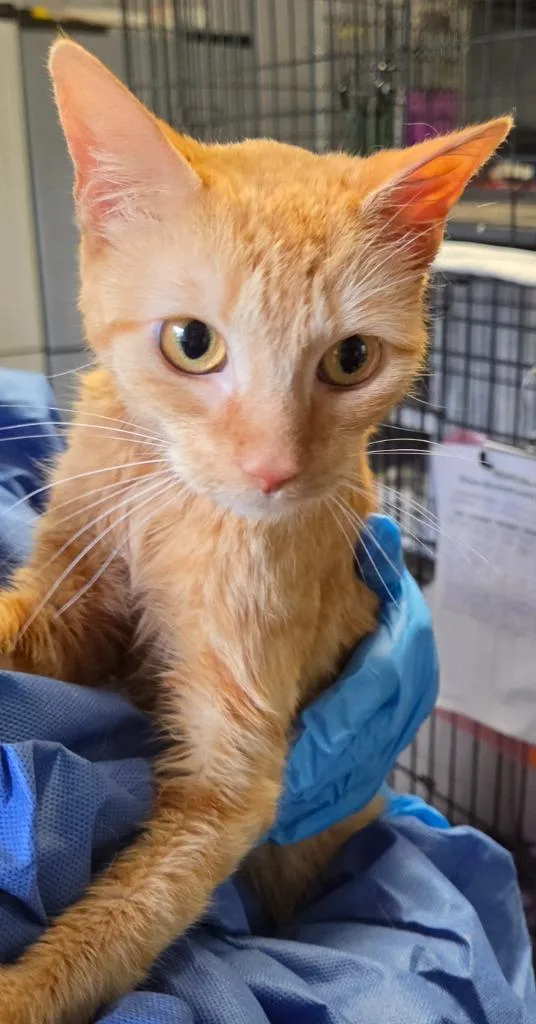 A young medium-sized female Domestic Short Hair cat named Tangerine for adoption in Windsor, CT