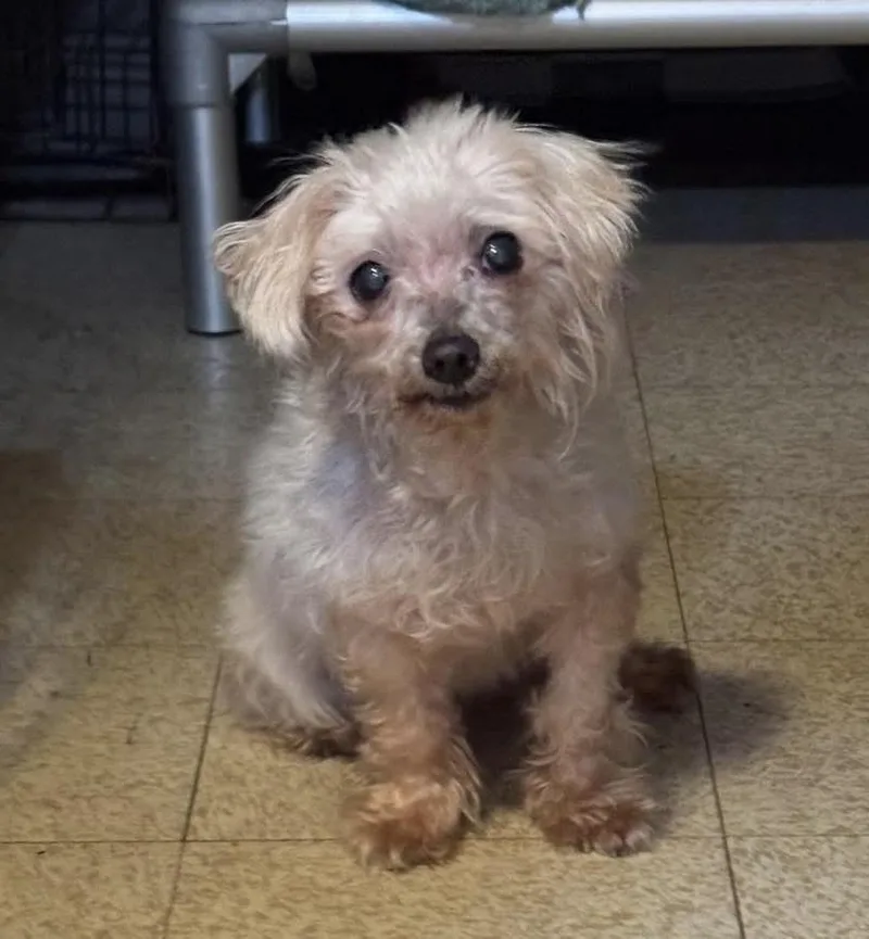 A senior small-sized female White / Cream Poodle (Toy) dog named Coconut for adoption in Rockville, MD