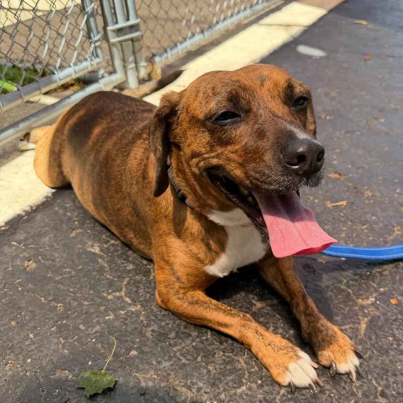 An adult medium-sized female Brown / Chocolate Hound dog named Sofia for adoption in Middleburg Heights , OH