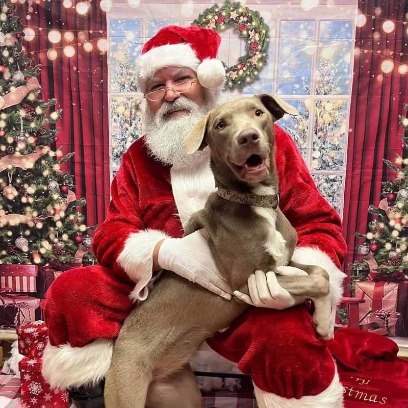 A young medium-sized female Gray / Blue / Silver Weimaraner dog named Chrissy for adoption in Baton Rouge, LA