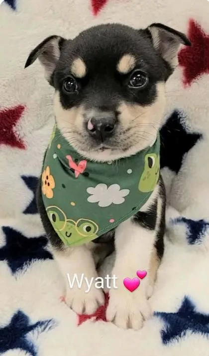 Wyatt