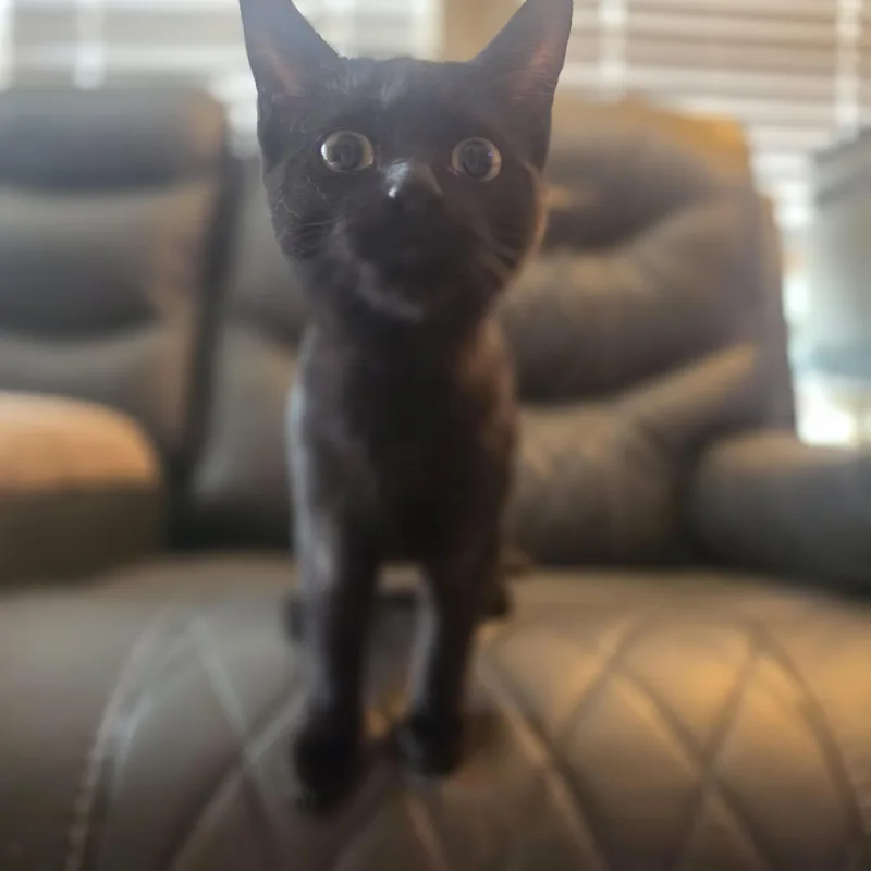 Binx thumbnail 3