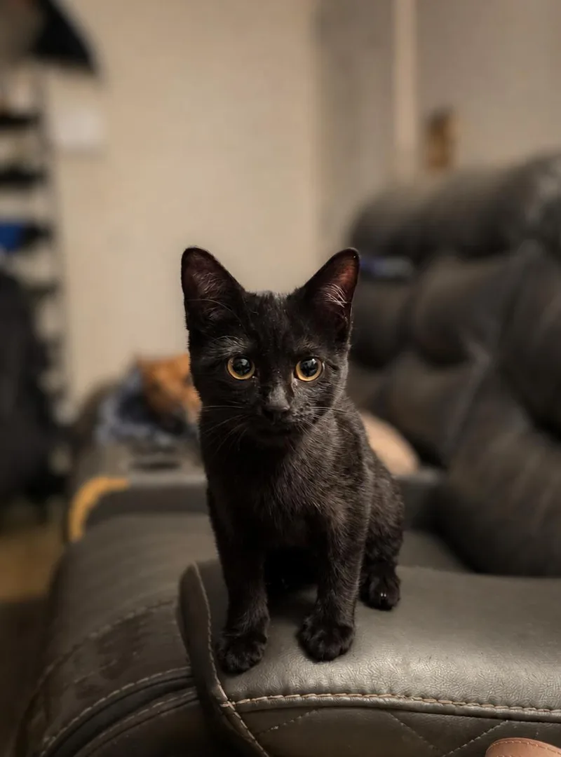 Binx thumbnail 4