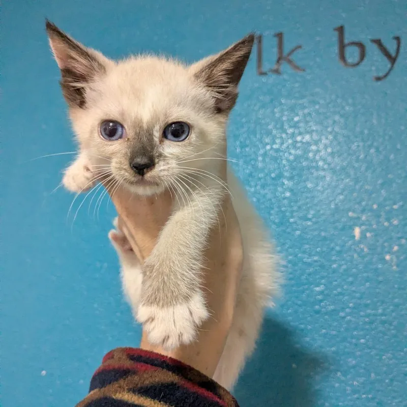 A baby small-sized female Seal Point Domestic Short Hair cat named Wednesday for adoption in Wahiawa, HI