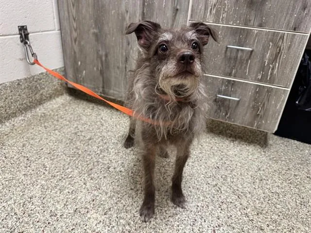 An adult medium-sized male Cairn Terrier dog named Snuggles Pepper Jalapeno for adoption in Colorado Springs, CO