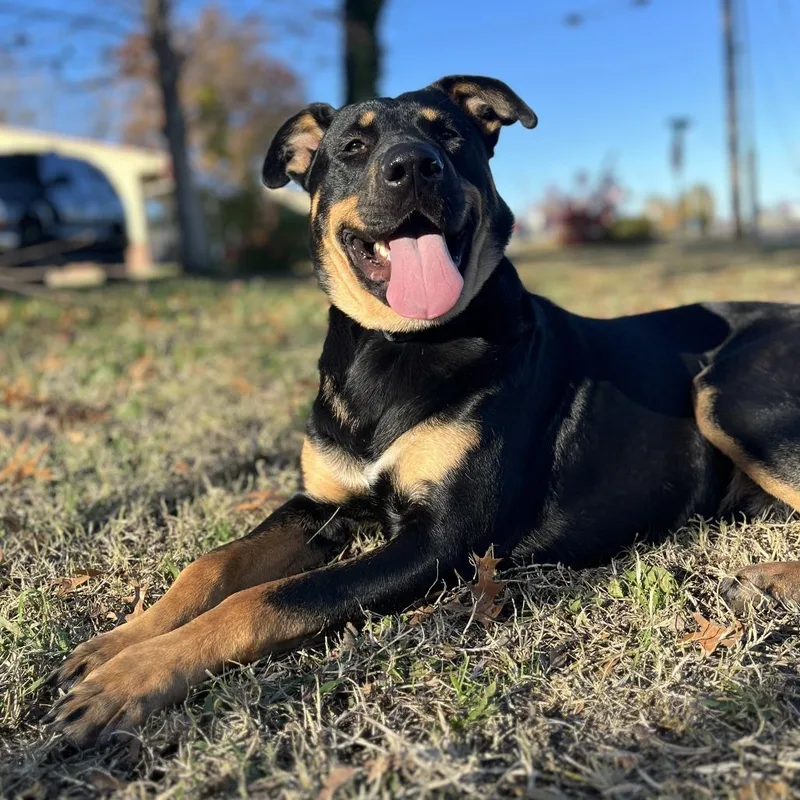 Koa