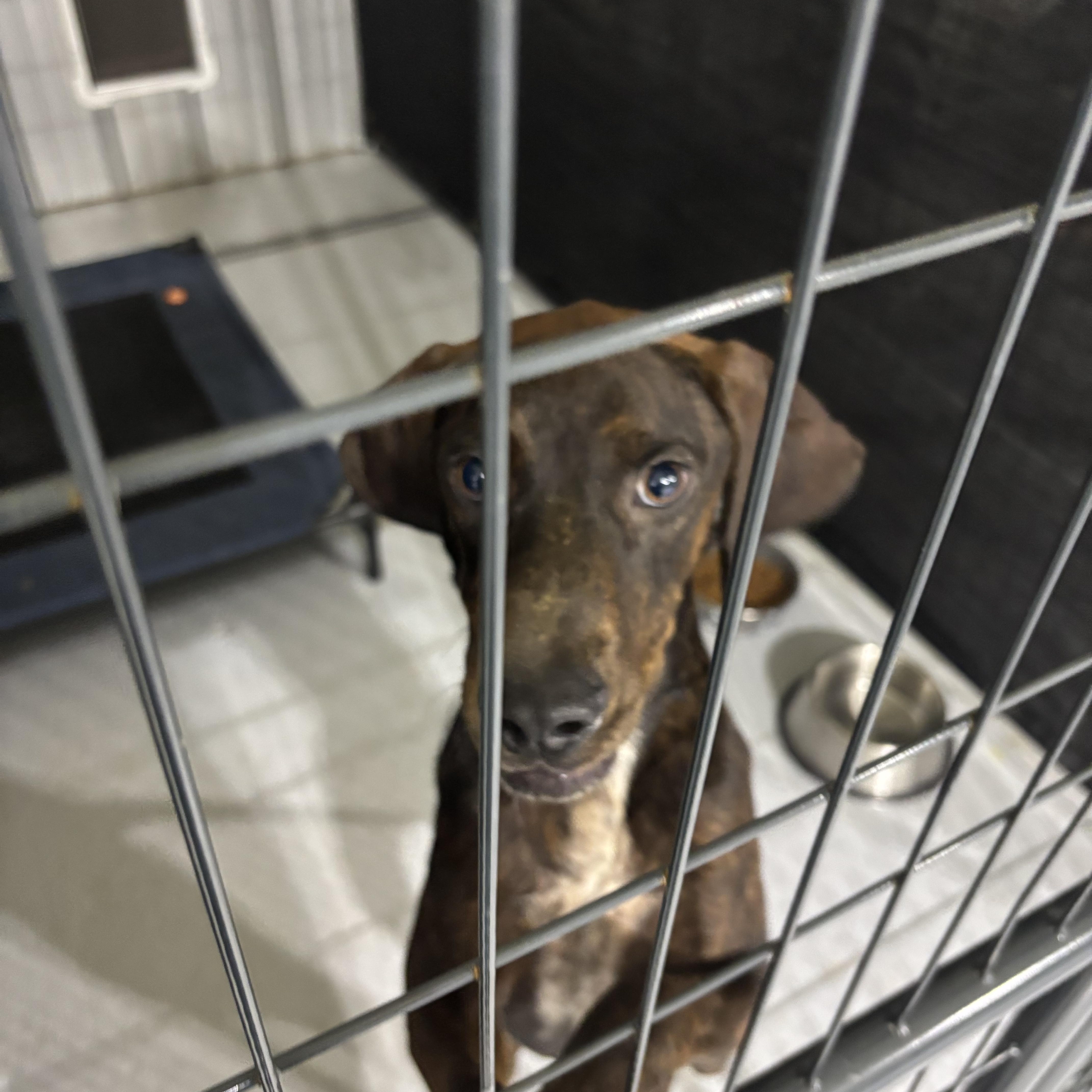 A young medium-sized male Brindle Mixed Breed dog named Deacon 'Deke' for adoption in Ruston, LA