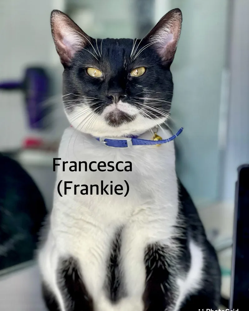An adult medium-sized female Black & White / Tuxedo Domestic Short Hair cat named Francesca for adoption in Owasso, OK