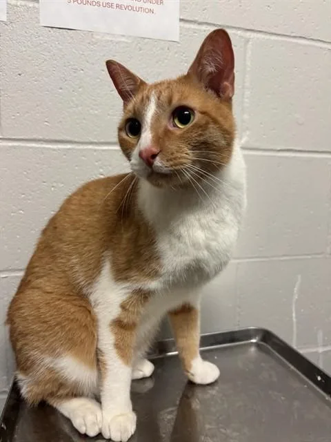 An adult medium-sized male Domestic Short Hair cat named Nemo for adoption in Olivette, MO