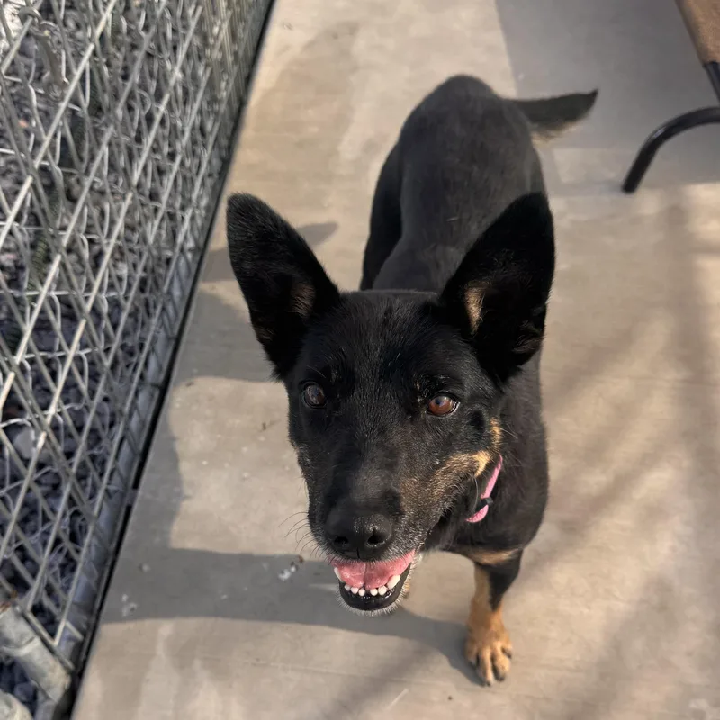 A senior medium-sized female Australian Cattle Dog / Blue Heeler dog named Trudy for adoption in Prineville, OR