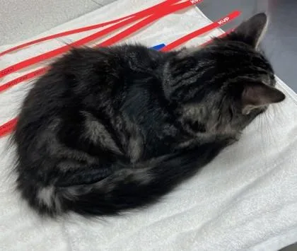 A baby medium-sized female Domestic Long Hair cat named Arugula for adoption in Eugene, OR