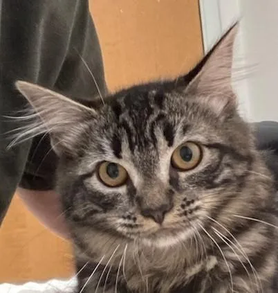 Arugula thumbnail 2