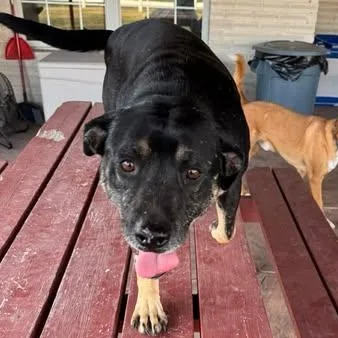 An adult medium-sized male Labrador Retriever dog named Lucky for adoption in Mission, TX