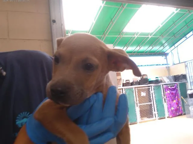 A baby small-sized male Labrador Retriever dog named Memo for adoption in Chula Vista, CA