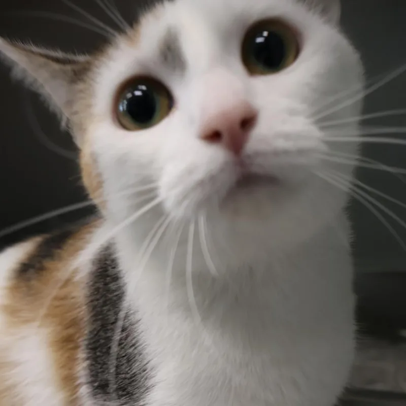 An adult medium-sized female Calico Domestic Short Hair cat named Velvet for adoption in Saint Charles, MO