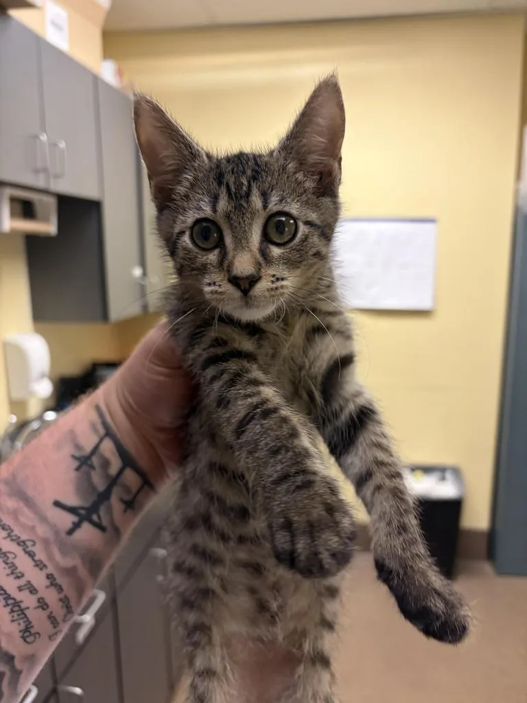 A baby medium-sized female Domestic Short Hair cat named Betty Boop for adoption in Florence, SC