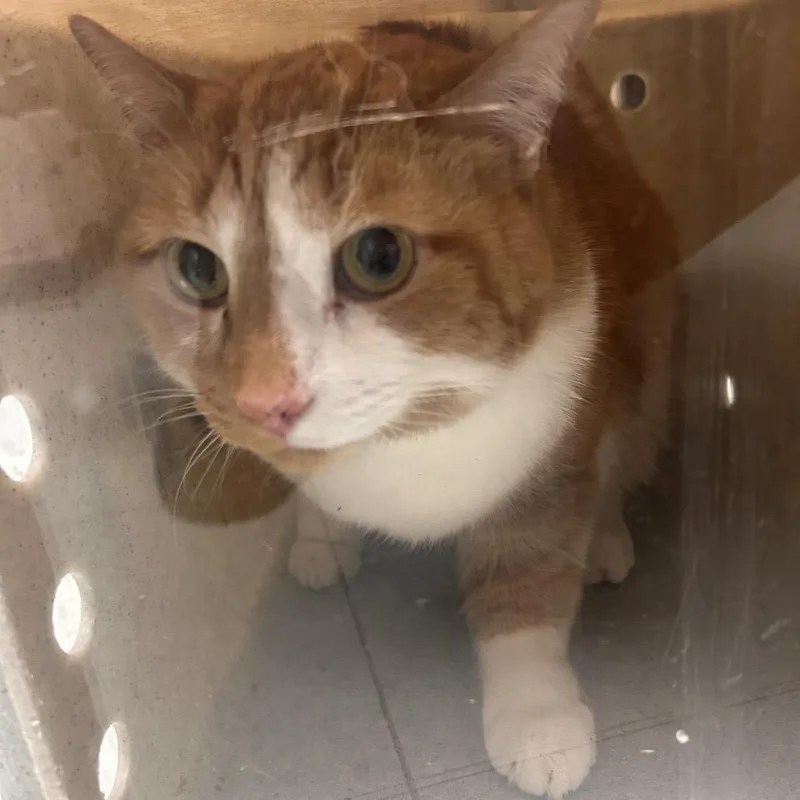 A senior small-sized male Orange / Red Domestic Short Hair cat named Ginger for adoption in Philadelphia, PA