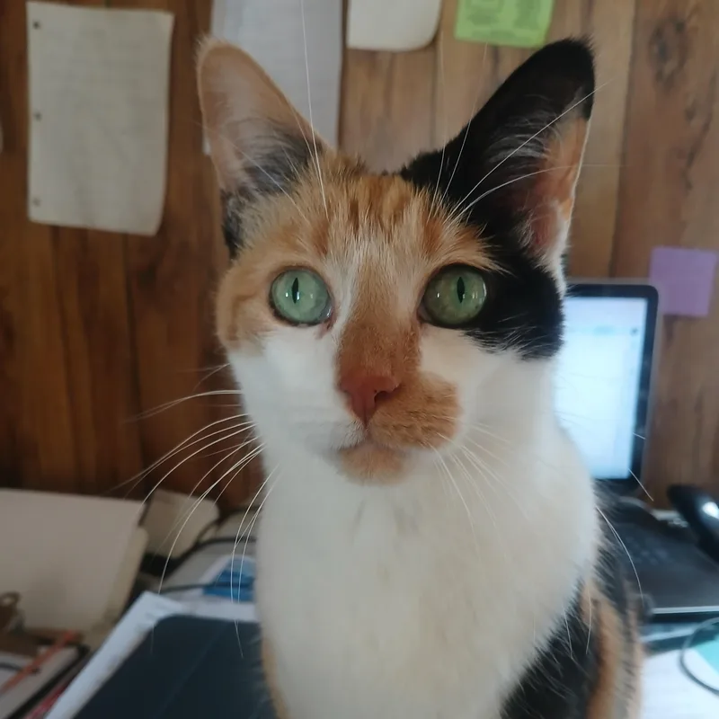 A senior medium-sized female Domestic Short Hair cat named Cuddles Courtesy Listing for adoption in Midland, MI