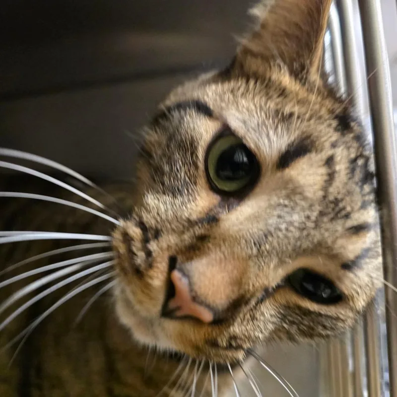 An adult large-sized male Brown / Chocolate Domestic Short Hair cat named Willy for adoption in Waldorf, MD