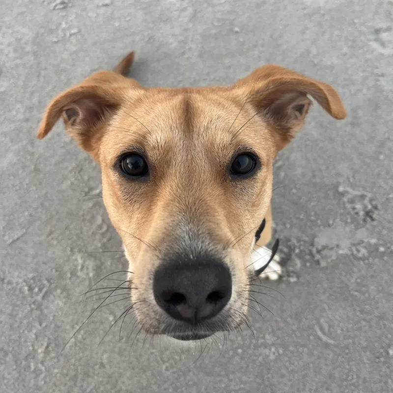A young medium-sized female Yellow / Tan / Blond / Fawn Mixed Breed dog named Poppi for adoption in Jacksonville, FL