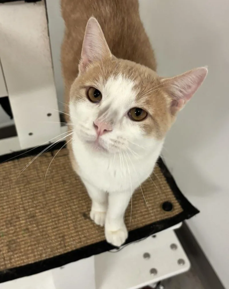 An adult large-sized male Domestic Short Hair cat named Dutch Oven for adoption in Iowa City, IA