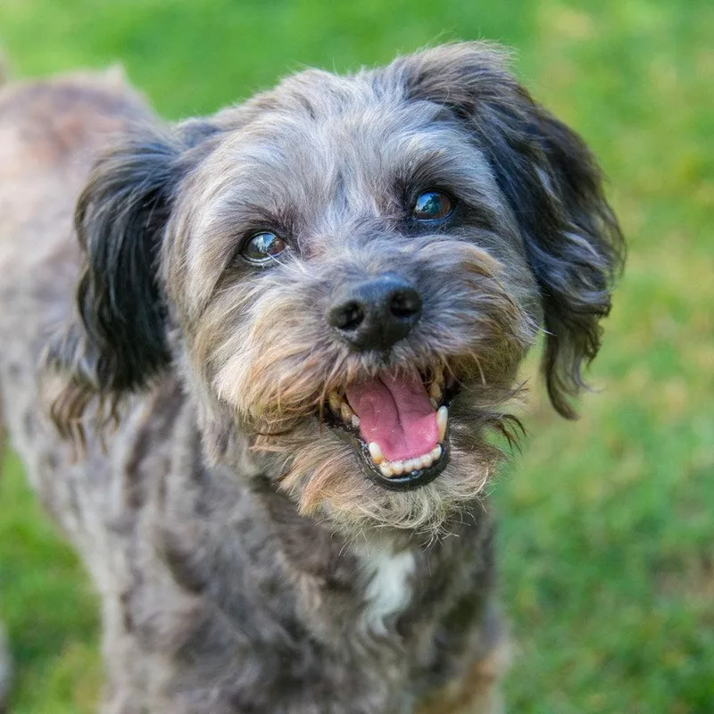 An adult small-sized male Schnauzer dog named Carter Dean for adoption in Alpharetta, GA