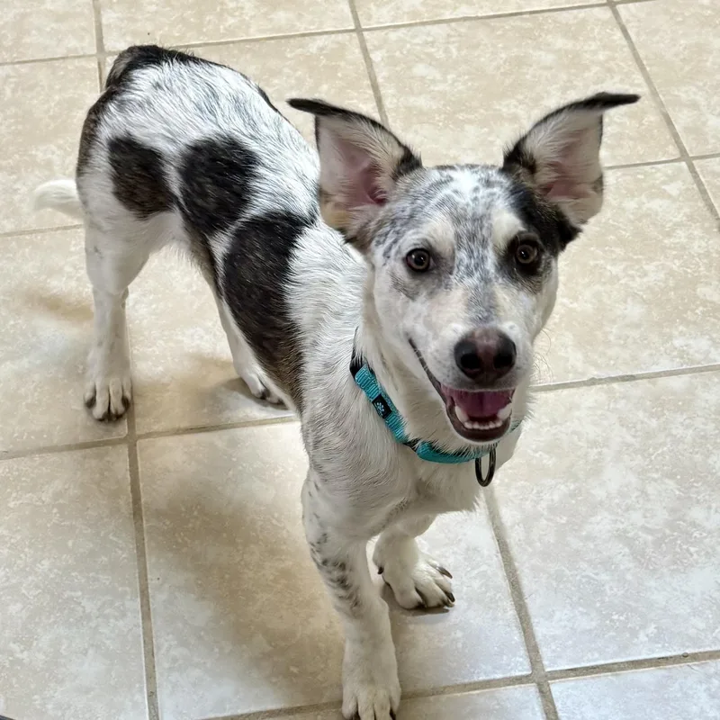 Marshall thumbnail 2