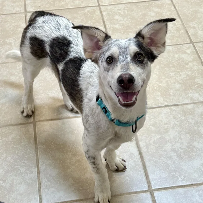 Marshall thumbnail 3