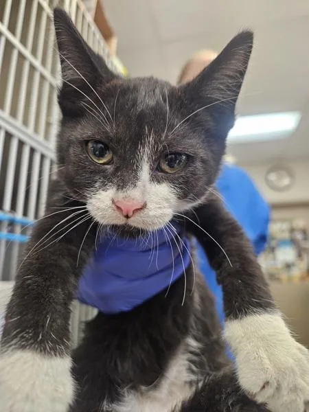 A baby small-sized male Domestic Short Hair cat named Coal for adoption in San Diego, CA