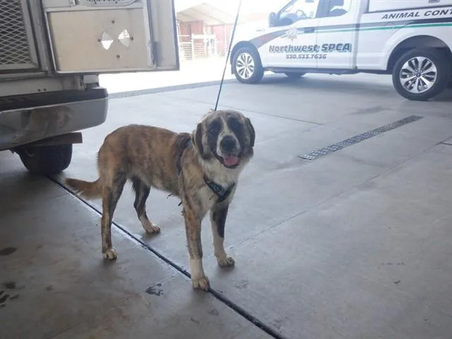 A young large-sized male Australian Shepherd dog named Fella for adoption in Oroville, CA