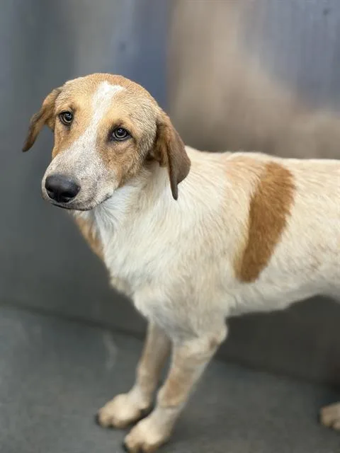 A young large-sized male Mixed Breed dog named Cuatro for adoption in Dallas, TX