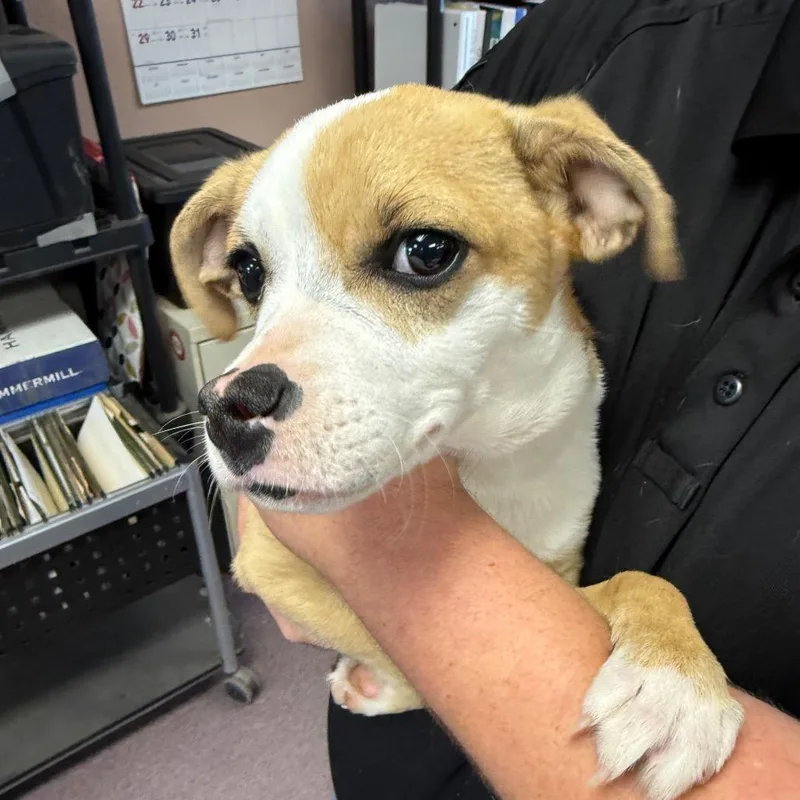 A young small-sized female Brown / Chocolate Terrier dog named Maggi for adoption in Asher, OK