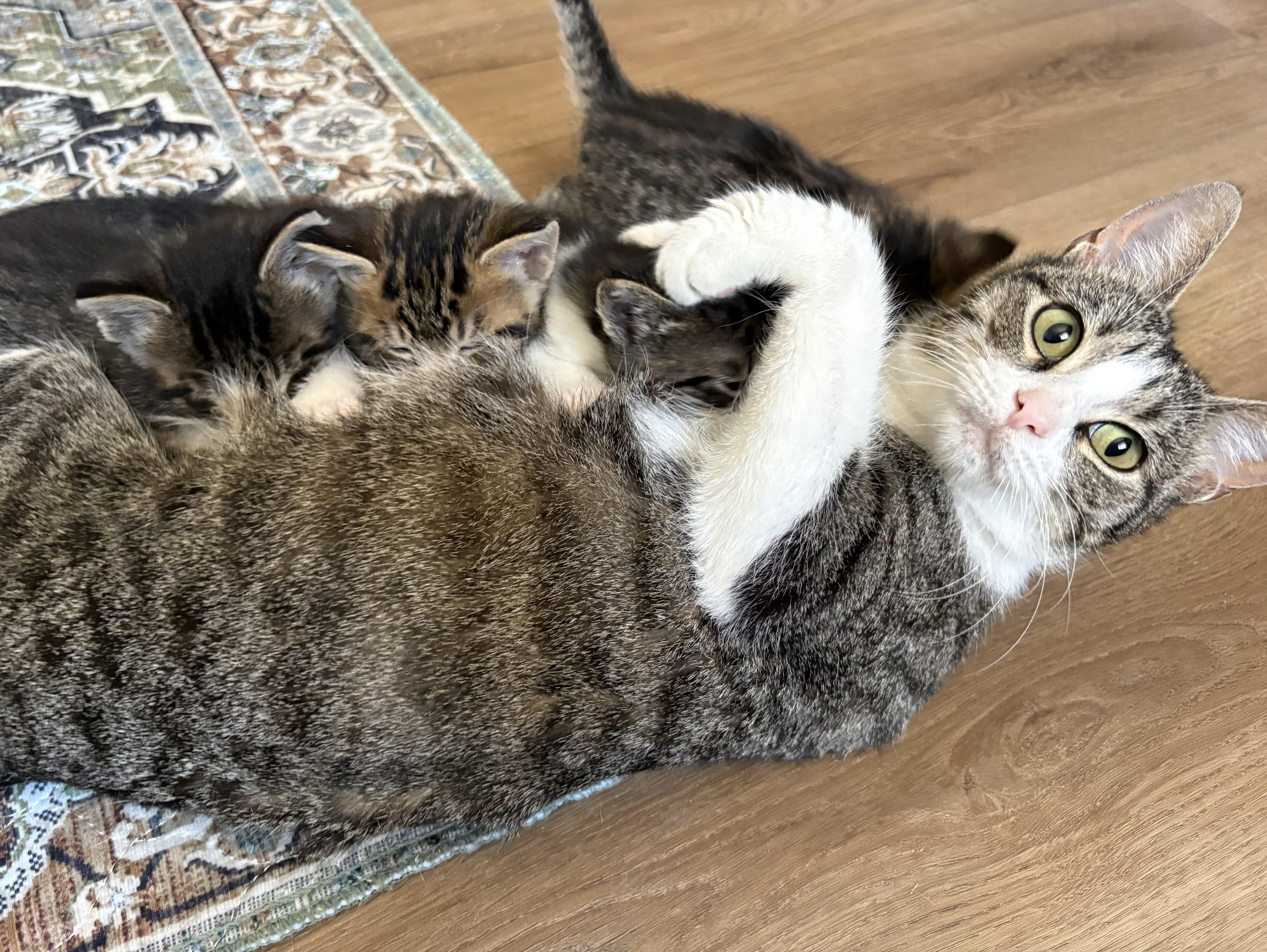 An adult medium-sized female Tabby (Gray / Blue / Silver) Domestic Short Hair cat named Dawn for adoption in Royal Oak, MI