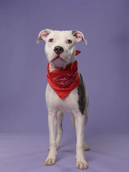 Shawn The Sheep thumbnail 3