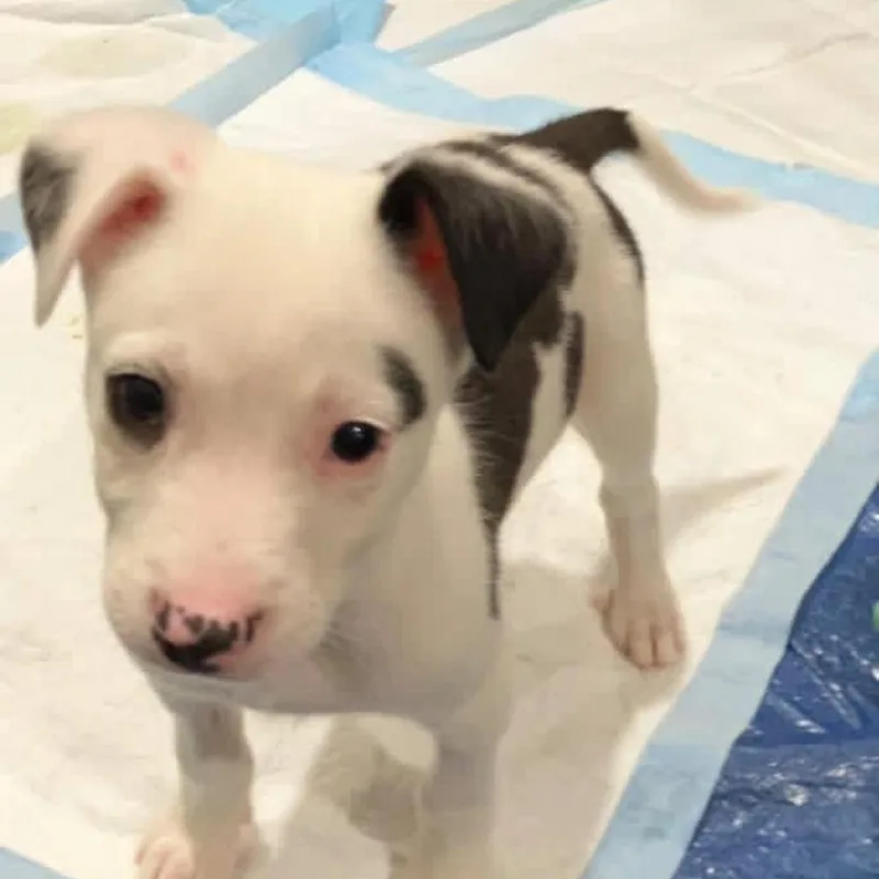 A baby medium-sized male White / Cream Mixed Breed dog named Chuck for adoption in Joliet, IL