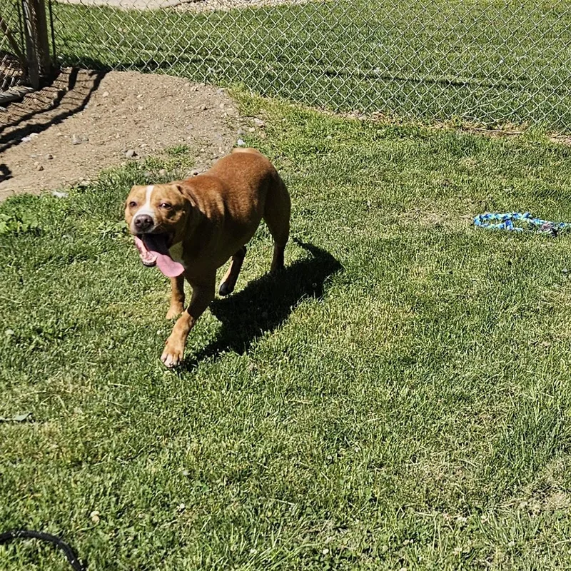 An adult large-sized male Golden Labrador Retriever dog named Gus for adoption in Benton Harbor, MI
