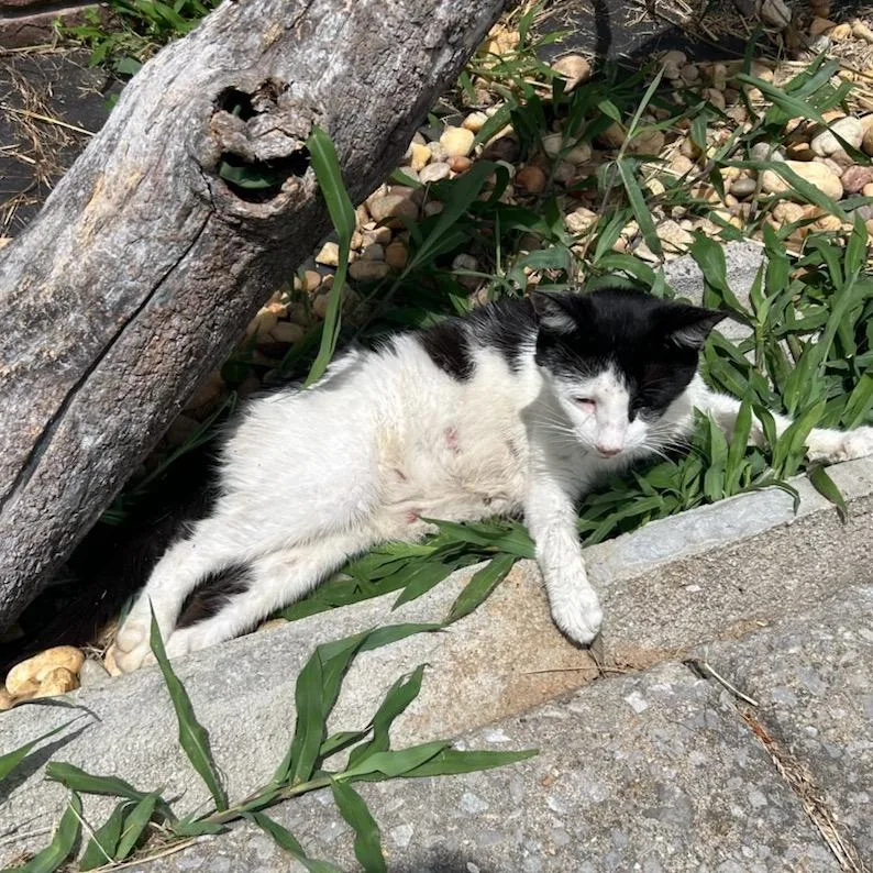 An adult medium-sized female White American Shorthair cat named Key for adoption in Chattanooga, TN
