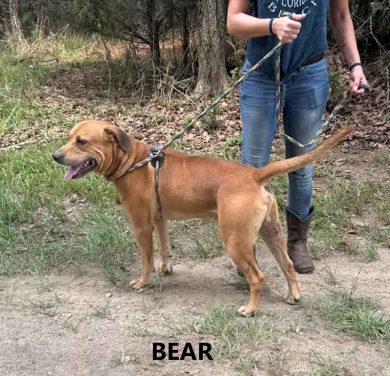 An adult large-sized male Red / Chestnut / Orange Labrador Retriever dog named Bear for adoption in Washington, GA