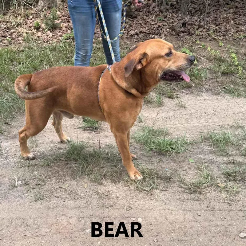 Bear thumbnail 4
