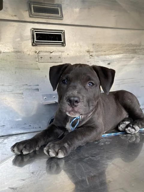 A baby large-sized male Mixed Breed dog named Tyson for adoption in Dallas, TX