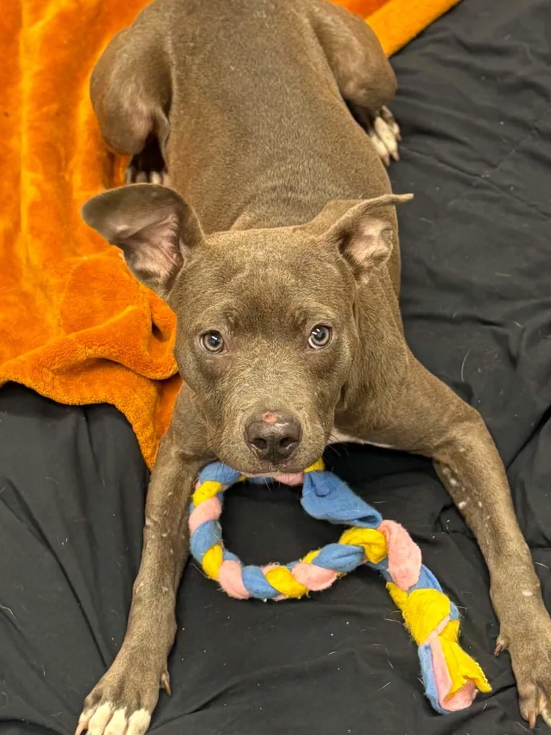 A baby medium-sized female Pit Bull Terrier dog named Sheila for adoption in Oxford, MI