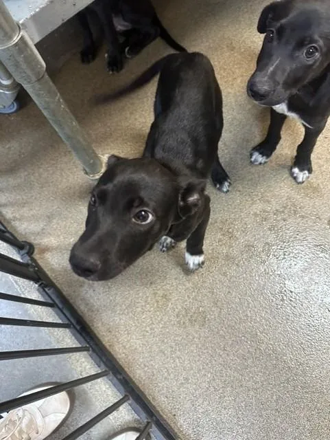 A baby small-sized male Mixed Breed dog named Denied Coverage for adoption in Rome, GA