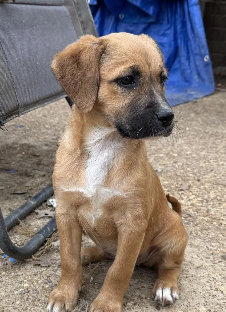 Monica  Friends Girls thumbnail 4