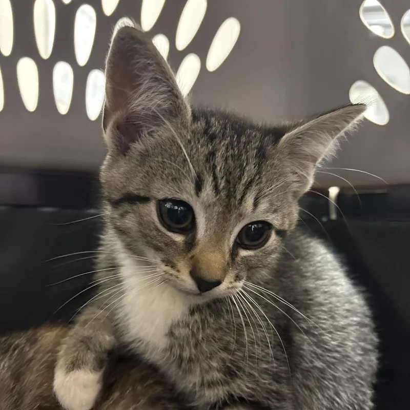 A baby small-sized male Brown / Chocolate Domestic Short Hair cat named Crimson for adoption in Morganton, NC